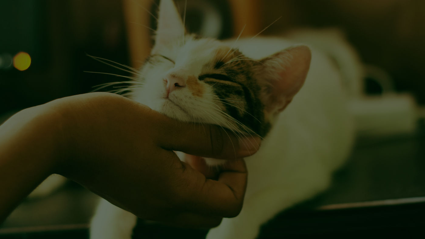Abrir Uma Clínica Veterinária Em Uberlândia - Auster Inteligência Contábil