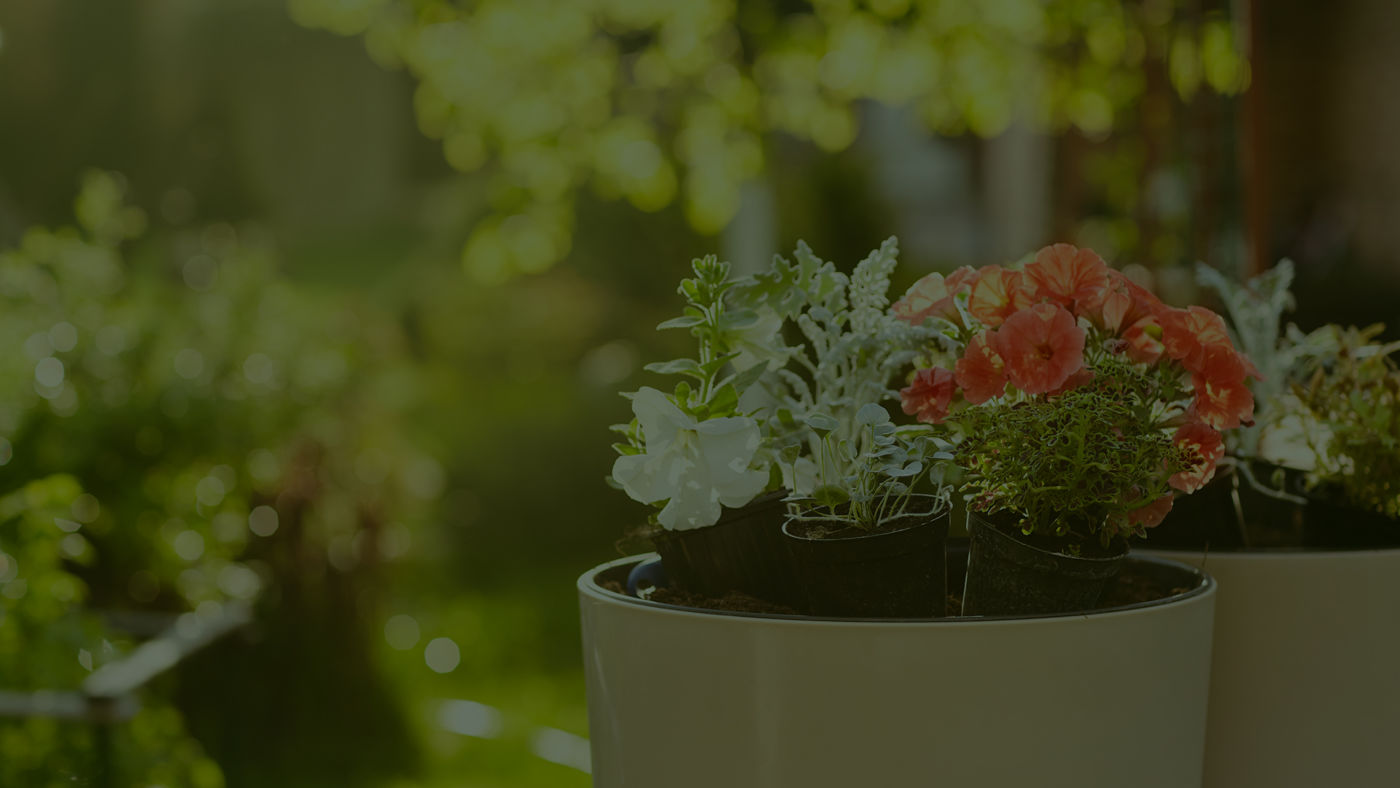 Contabilidade Para Floriculturas Em Uberlândia - Auster Inteligência Contábil